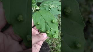 Can you see these strange ☘️ plant plants tree strange unique different know garden nature [upl. by Taggart]