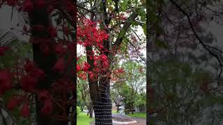 Australian flame tree Brachychiton acerifolius in bloom 20 Nov 2024 [upl. by Dona]