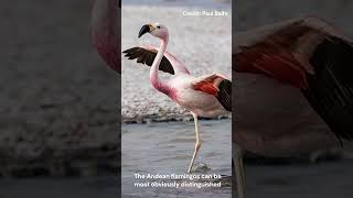 Andean Flamingo  Species Fact Card [upl. by Linad363]