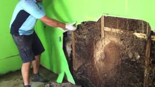 Forensic Pest Management Services discovers a massive termite nest in a wall cavity [upl. by Eustasius805]