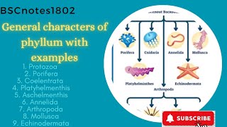 general characteristics of phyllum  examples  bsc 1 st year  zoology  invertebrates [upl. by Kerk]