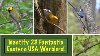 Learn to identify 23 Eastern USA Warblers [upl. by Nekcerb]