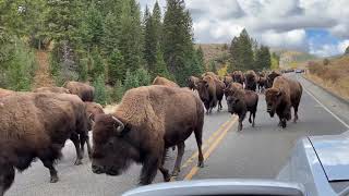 Buffalo Stampede in Yellowstone [upl. by Nylzzaj]