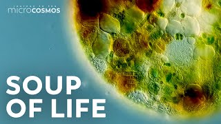 The Tiny Worlds Inside of SingleCelled Organisms [upl. by Diella]