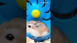 5 RANDOM FACTS ABOUT HAMSTERS shorts animals facts [upl. by Azeel]