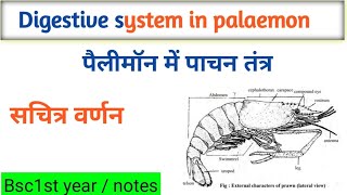 Digestive system in palaemon  prawn  पैलीमॉन में पाचन तंत्र  Bsc 1st year [upl. by Neved364]