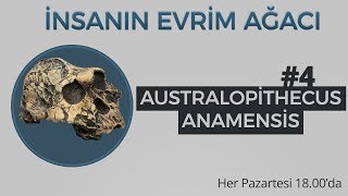 Australopithecus anamensis  İnsanın evrim ağacı 4 [upl. by Drarehs]