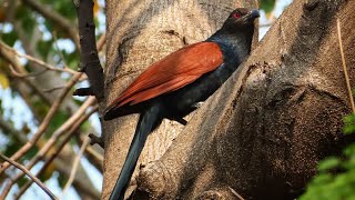 Greater coucal Call [upl. by Lavotsirc]