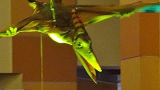 Pteranodon Flying Show [upl. by Zipporah]