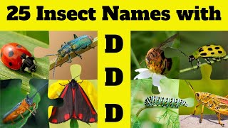 Insects and Bugs Vocabulary 🐜🐝 25 Insect Names Start with Letter D  Fun amp Education with Insects [upl. by Leaffar]