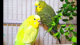 35 Hr Budgies Chirping Parakeets Sounds Reduce Stress  Relax to Nature Bird Sounds [upl. by Odlareg303]