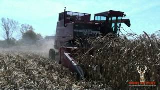 Massey Ferguson 750 Harvesting Corn October 2010 [upl. by Heddi]