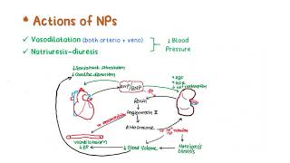 SUMMARY  Nitric Oxide amp Vasoactive Peptides Part2 [upl. by Marvella]