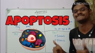 Apoptosis  End of cell  Programmed Cell Death  ThiNK BIOLOGY  tnkumaresan  ThiNK VISION [upl. by Wincer9]