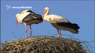 Ooievaars in Natuurpark Lelystad [upl. by Ettennal]