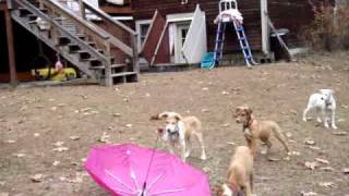 Puppy Evaluation Umbrella Startle Test [upl. by Cadmar]