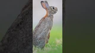 rabbit Loveshort video Nature love🌾🌿 [upl. by Malina]