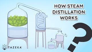 How Steam Distillation Works [upl. by Anailuy583]