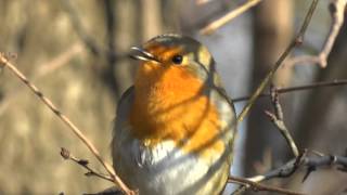 Vroege Vogels  Zingende roodborst [upl. by Aisset]