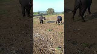 હા તમારી મોજ  Naitik korat  Villagelife  khedut maldhari bull fighting [upl. by Recneps775]