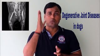 Degenerative Joint Diseases in Dogs  Learn with DrMishra [upl. by Nitnert]