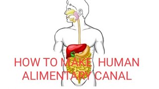 HOW TO MAKE  HUMAN ALIMENTARY CANAL IN VERY EASY WAY [upl. by Lyrahs]