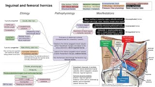 Inguinal and femoral hernias mechanism of disease [upl. by Adnawad253]