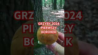 Grzyby 2024 Pierwszy Borowik w 2024r [upl. by Wagner]