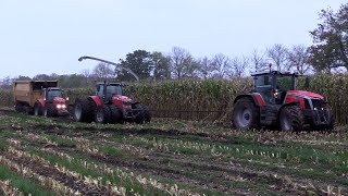 Maïs 2024  Spektakel bij van Bakel  2x MF met Bungeetouw  MF vastgereden  Claas Jaguar 990 [upl. by Nerhe410]