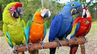 8 Most Beautiful Macaws on Planet Earth [upl. by Eilsew]