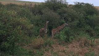 Masai Giraffes EasyBudgetSafaris [upl. by Domash289]