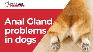 Anal Gland Problems in Dogs [upl. by Anawed]