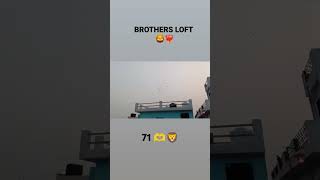 BROTHERS LOFT BAREILLY ❤️‍🔥 youtubeshorts pigeonlover trending supportme viralshorts pigeon [upl. by Kelleher903]