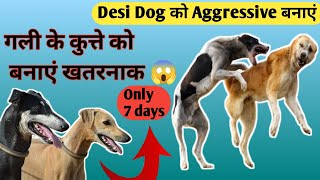 Dasi Dog Ko Aggressive Kaise Banaye  How To Make Dog Aggressive In Hindi  Dasi Guard Dog Training [upl. by Melburn]