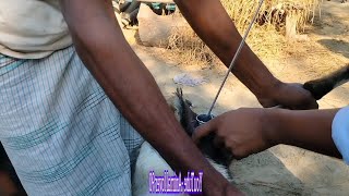 Goat artificial insemination animallover90M veterinary goatfarming [upl. by Clover]