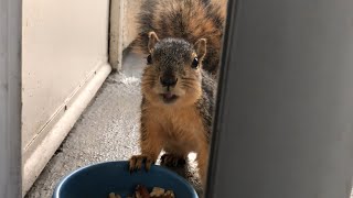 Two Squirrels Eating [upl. by Murdocca]