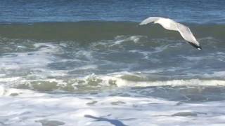 Dolphins in Ortley Beach NJ [upl. by Darom]