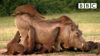 This Warthog took a trip to the Mongoose Spa  Banded Brothers  BBC [upl. by Lalla199]