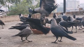 Amazing Angry Crows Fight And Sound Crow Call For Food Wild Crows Birds  Birds Sounds Crows Unity [upl. by Lettig]