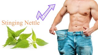 Benefits of Stinging Nettle Leaf for Your Health [upl. by Tenner]