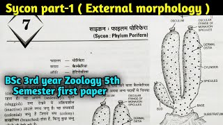 External Morphology of Sycon  Sycon Part1  BSc 3rd year Zoology 5th Semester first paper [upl. by Dahsar]