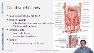 Parathyroid Gland Gross Anatomy [upl. by Hennessey290]