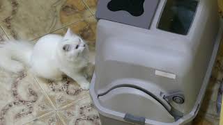 Cats Take Turn to Poop  Catit SmartSift Litter Box Deal with Your Cats Waste Efficiently Cat Care [upl. by Joel]