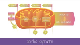 Cellular Respiration Steps and Pathways [upl. by Notsirk713]