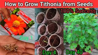 How To Grow Tithonia from Seed  Tithonia or Mexican Sunflower grow from Seeds in 6 days With Update [upl. by Riess]