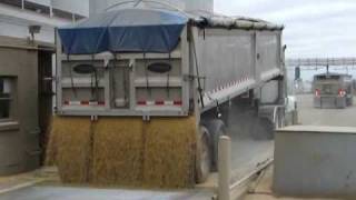 Hauling Soybeans to the Processor amp Backhaul Lime [upl. by Sneve]