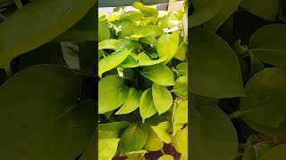 H Money plant care gardening moneyplant moneyplantcare [upl. by Laughry]