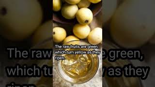 Marula Fruit  Some Interesting facts about Marula  treebut and fruit  viral shorts [upl. by Merchant]