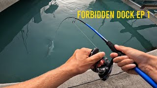 awesome tarpon action in the dock  the forbidden dock Ep 1 [upl. by Vedette182]