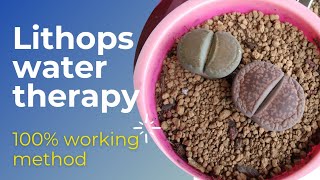 How to give Lithops water therapy  Saving wrinkled lithop  Lithops care [upl. by Ahsenid840]